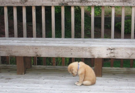 lonely-puppy.jpg