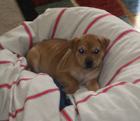 Kellogg resting on our beanbag