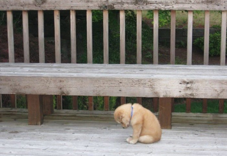 No one wanted to play the arcade games with the lonely puppy