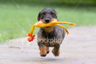 Cute dog running with rubber chicken in mouth